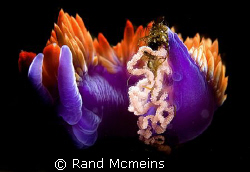 Spanish Shawl laying eggs. Look closely and you can see a... by Rand Mcmeins 